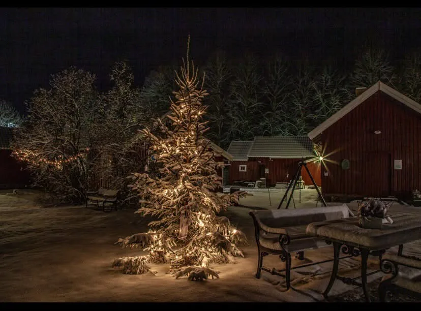 May be an image of christmas tree