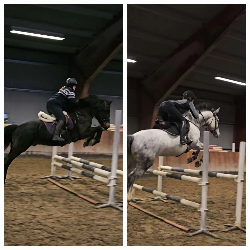 May be an image of horse